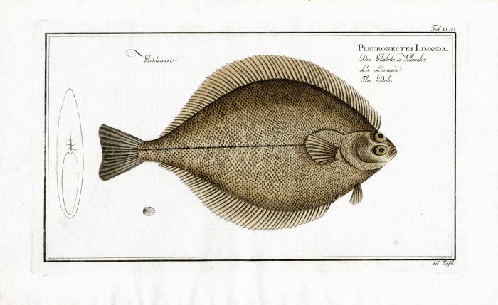 THE DAB Bloch fish print - Pleuronectes Limada