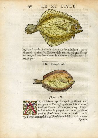 RONDELET FISH PRINT - TURBOT & WIDE-EYED FLOUNDER  - WOODCUT 1558 