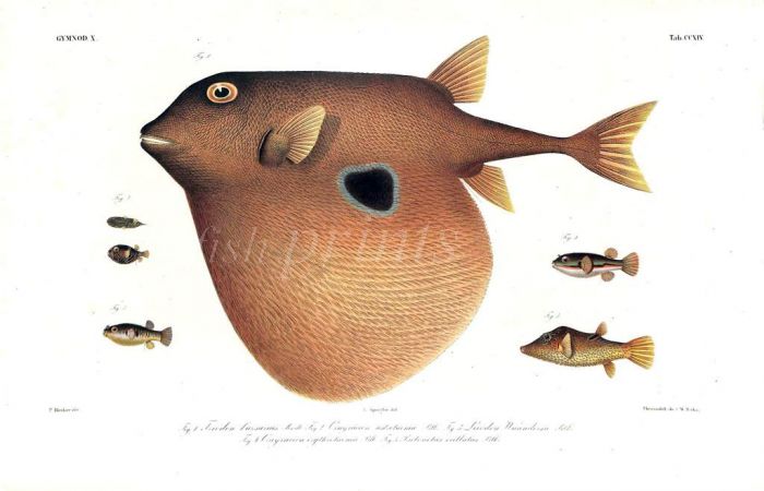 TRIODON BURSARIUS -  THE THREE TOOTHED PUFFER print