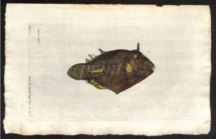 THE EARED OSTRACION print