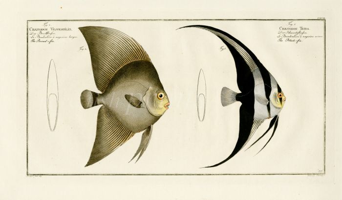  THE BLACK FIN & BROAD FIN BUTTERFLYFISH CHAETODON Bloch fish print  1775 