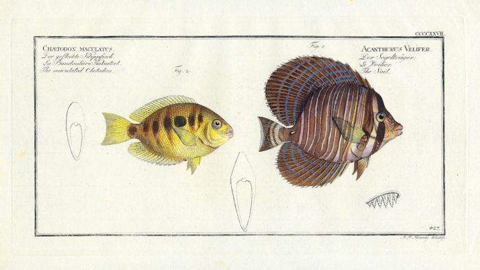 THE ORANGE CHROMIDE & SAILFIN TANG print 1795 (Chaetodon & Acanthurus)