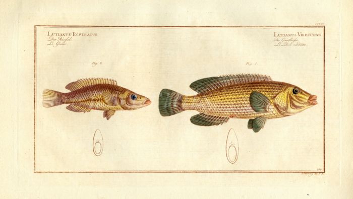 THE SNOUTED LUTIAN & THE GREEN-FIN WRASSE Bloch fish print (Lutianus virescens & Lutianus rostratus)
