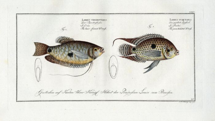 THE HAIR-FINNED WRASSE & THE PUNCTATUS WRASSE Bloch fish print (Labrus trichopterus & Labrus punctatus)