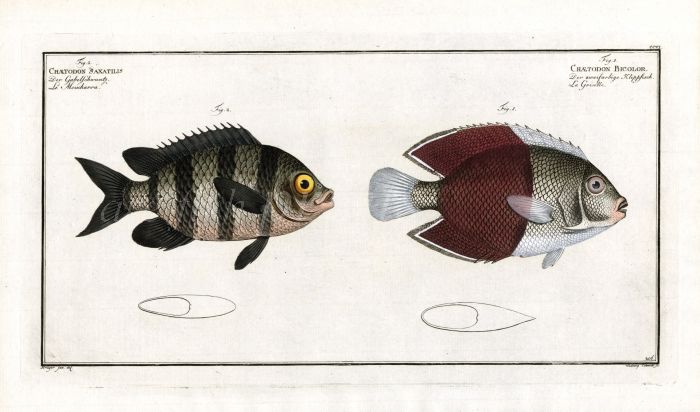 THE BICOLOUR ANGELFISH AND THE FIVE FINGER BUTTERFLYFISH Bloch fish print  (chaetodon) 1787