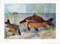 WAGNER - THE MIRROR CARP print