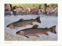 WAGNER - THE BROOK TROUT print