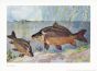 WAGNER - THE MIRROR CARP print