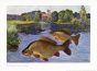 WAGNER - THE CRUCIAN CARP print
