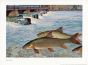WAGNER - THE BARBEL print