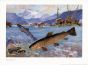 WAGNER - THE BROWN TROUT print