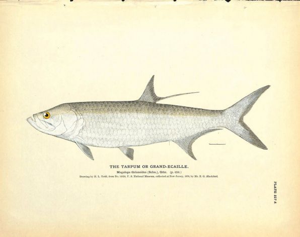 THE TARPUM OR GRAND ECAILLE - TARPON print