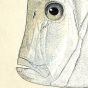 THE SILVER MOONFISH OR LOOKDOWN print