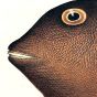 TRIODON BURSARIUS -  THE THREE TOOTHED PUFFER print