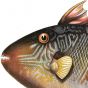 LEIURUS STELLATUS  - TRIGGERFISH print
