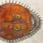 SALVIANI - THE ANGLER fish print ( Rana piscatrix) 1554