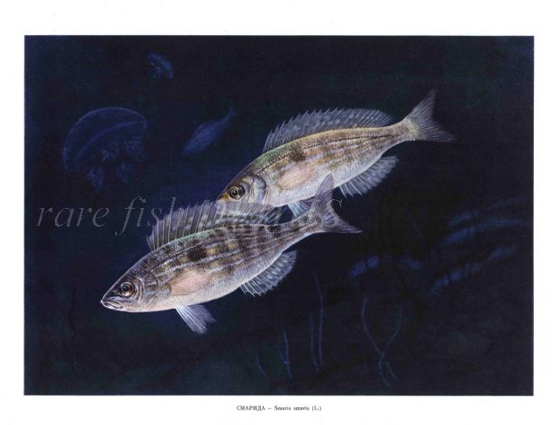 THE SMARIS - PICAREL fish print