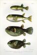 THE PUFFERFISH & PORCUPINEFISH print  (Cayracion, Tedtradon & Paradiodon)