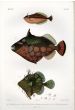 THE RHINO LEATHERJACKET, PRICKLY LEATHERJACKET & FILEFISH print (Pseudaluteres, Balistes, Chaetodermis)