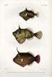 THE WEDGE-TAIL TRIGGERFISH, STRIP-WEED FILEFISH, BROOM FILEFISH print ( Pseudomonacanthus, Amanses supas, Balistes)
