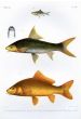 THE CUVIER'S LAMBA, SYTHE-FIN,  YELLOW-FINNED CARP print (Dangila, Lobocheilos, Carpio) print