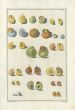GUALTIERI - CONCHOLOGY:  TESTAE TERRESTRES SHELL print 1742