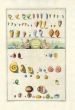 GUALTIERI - CONCHOLOGY: CLASSIS.II TESTACEA SHELL print 1742