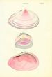 WOOD - CONCHOLOGY: TELLINA - THE FLAT STRIATED TELLEN shell print 1835