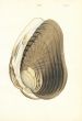 WOOD - CONCHOLOGY: MYA - THE THICK GAPER shell print 1835