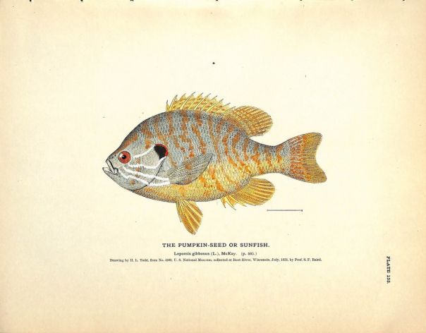 THE PUMPKINSEED FISH OR SUNFISH print