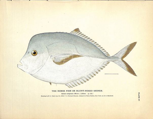 THE HORSEFISH OR BLUNTNOSED SHINER print
