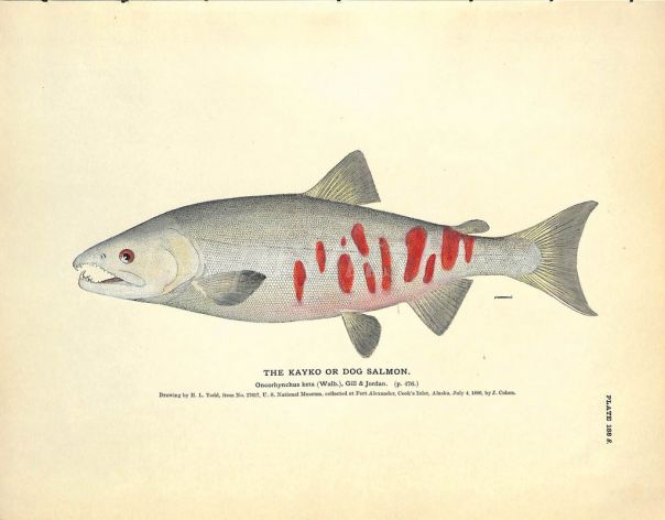 THE KAYAO SALMON OR DOG SALMON print