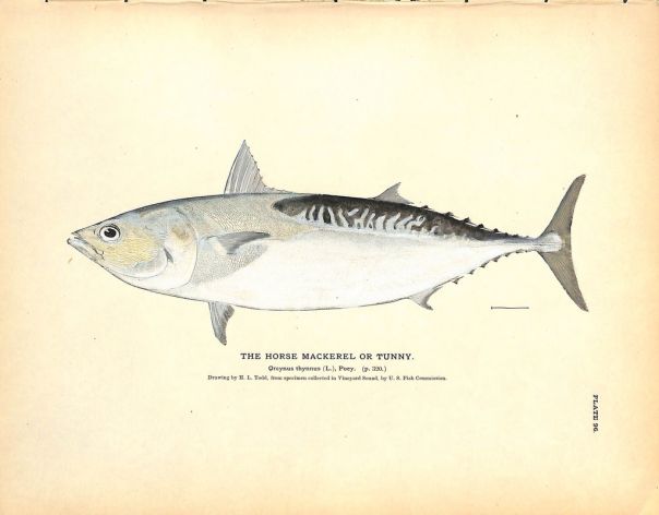 THE HORSE MACKEREL OR TUNNY print