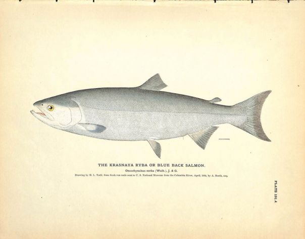 THE KRASNAYA RYBA OR BLUE BACK SALMON print