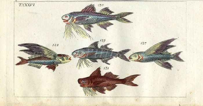 THE SWALLOW FLYINGFISH print