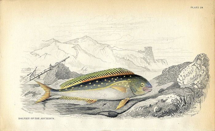 JARDINE/LIZARS - THE DOLPHIN OF THE ANCIENTS fish print 1843