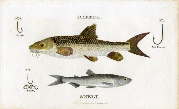 SCOTT/BUNNEY & GOLD - THE BARBEL & SMELT - fishing print 1801