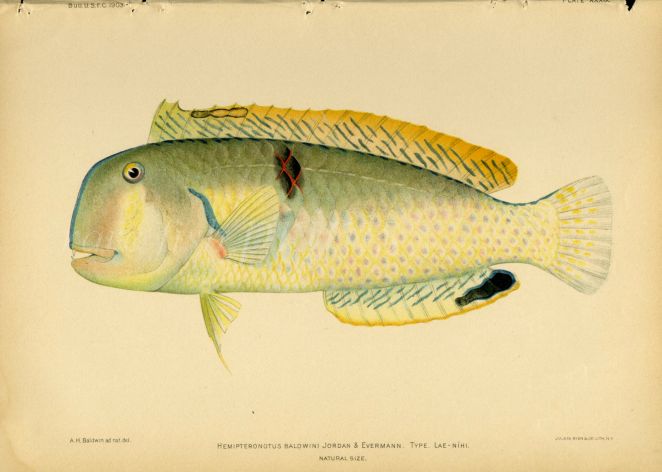 BALDWIN'S RAZORFISH print (Hemipteronotus Baldwini Jordan)
