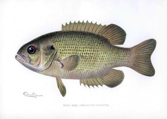 THE ROCK BASS print