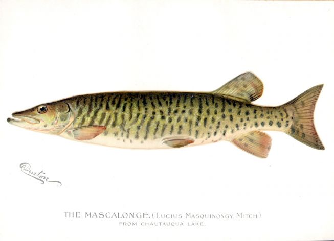 THE MASCALONGE - Lucius Masquinongy) pike print
