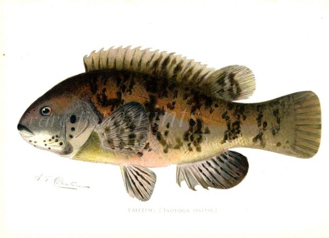 THE TAUTOG print