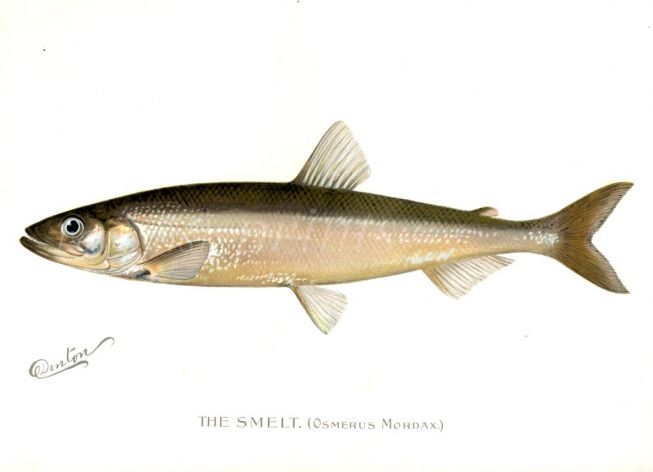 THE SMELT print
