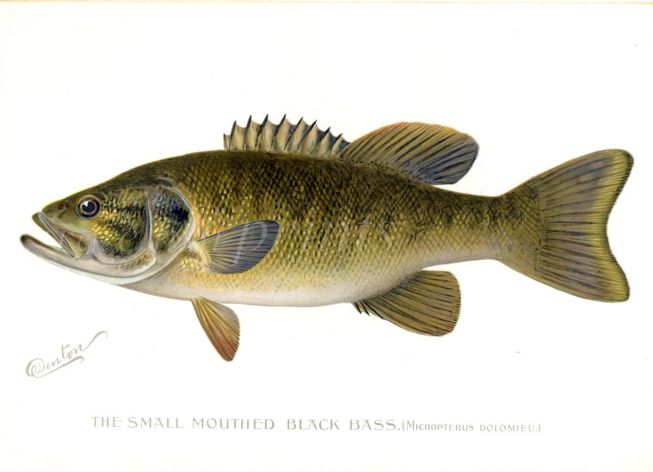 THE SMALL-MOUTHED BASS