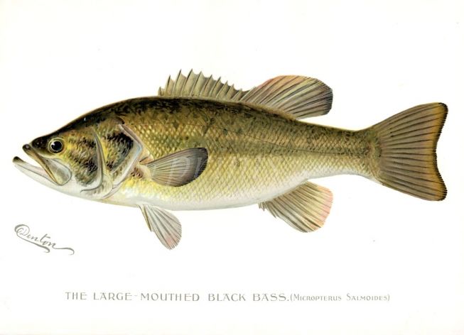 THE LARGE MOUTHED BLACK BASS print