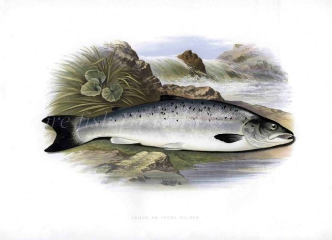 THE GRILSE or YOUNG ATLANTIC SALMON print