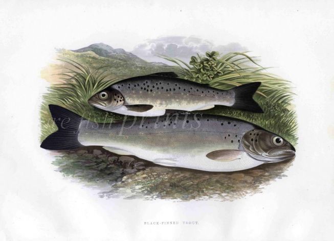 THE BLACK-FINNED TROUT print
