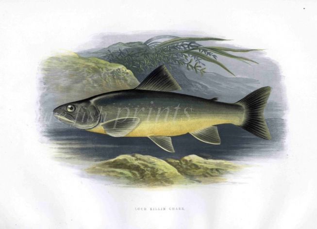 THE LOCH KILLIN CHAR print