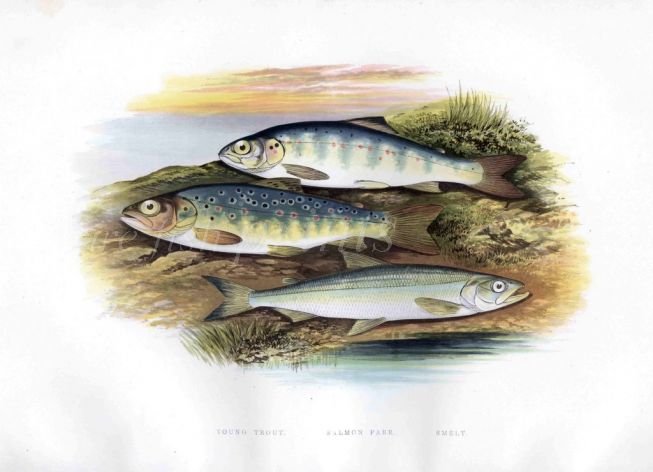 YOUNG TROUT, SALMON PARR & SMELT print