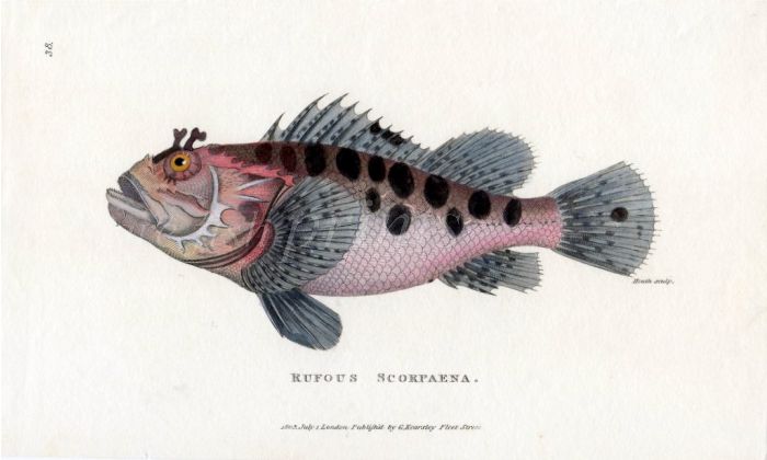 THE SCORPION FISH print