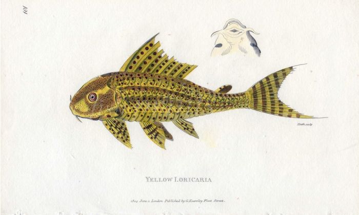 THE YELLOW LORICARIA CATFISH print
